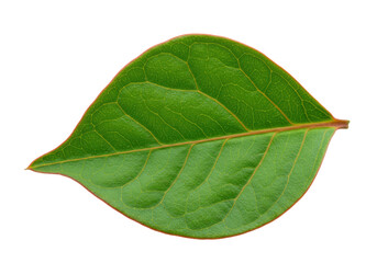 Obraz premium Isolated Green Leaf Texture with Veins for Natural Concepts and Design Elements