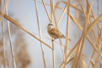 A beautiful close-up portrait of a male European Penduline Tit (Remiz pendulinus), easily recognizable by its striking black mask and soft gray-brown plumage. Photographed in its natural habitat near 