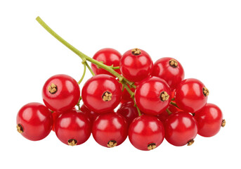 Isolated bunch of fresh red currants with green stem, delicious berry fruit close up