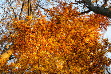 Beautiful autumn landscape. Colorful leaves on the trees in autumn.