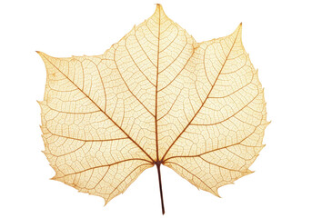 Isolated skeletal leaf, autumn foliage, light brown color, detailed veins, abstract nature art