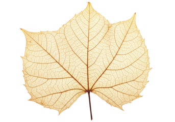 Isolated skeletal leaf, autumn foliage, light brown color, detailed veins, abstract nature art