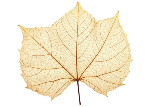 Isolated skeletal leaf, autumn foliage, light brown color, detailed veins, abstract nature art