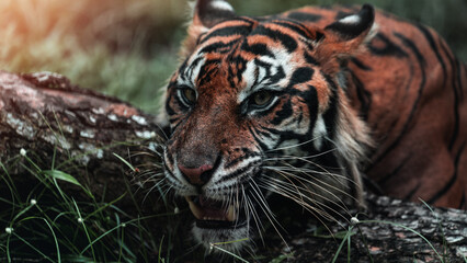 Tiger growls in the jungle forest