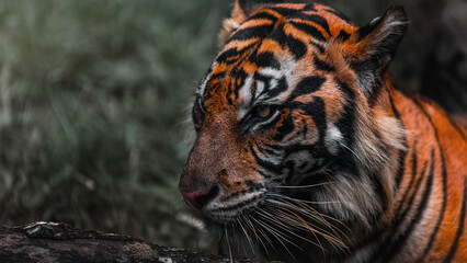 Tiger face close up portrait