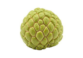 Fototapeta premium Isolated, vibrant green custard apple or sweetsop, a tropical fruit, close up, full view