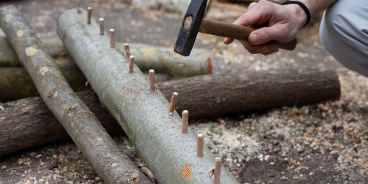 Homegrown edible mushrooms on wooden logs -  inoculating process with plug spawns.
