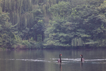 Two black swans (Cygnus atratus) swimming peacefully on a lake surrounded by greenery in China.