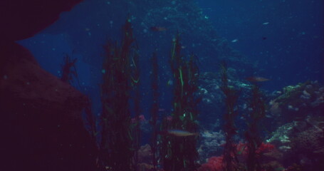 Divers explore a rich underwater ecosystem filled with colorful corals and seaweed. Fish swim gracefully amidst diverse plant life in clear blue water.