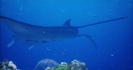 A majestic manta ray swims effortlessly through vibrant blue waters, showcasing its impressive wingspan as it glides over a colorful coral reef. Surrounding marine life adds to the underwater beauty.