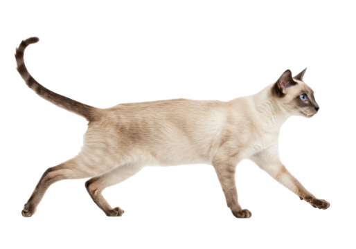 Isolated Siamese cat walking in profile, showing its blue eyes and slender build, agile feline