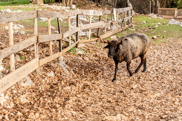 Domestic farm animals walking in spacious stall, animals on farmland landscape