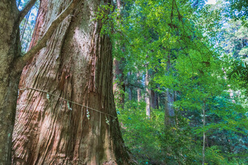 茨城　花園神社の大スギ
