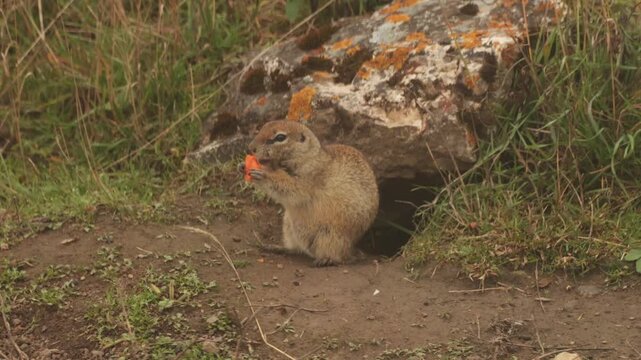 Small brown pika gopher sitting on dirt near rock and grass in natural outdoor environment
