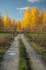 Poplars autumn golden yellow leaves 