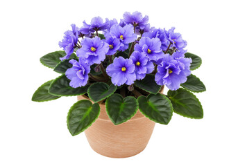 Isolated African Violet in Flower Pot, a Pretty Houseplant for Sunny Windowsill Gardens