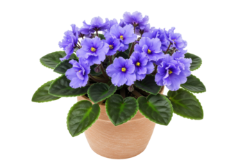 Isolated African Violet in Flower Pot, a Pretty Houseplant for Sunny Windowsill Gardens