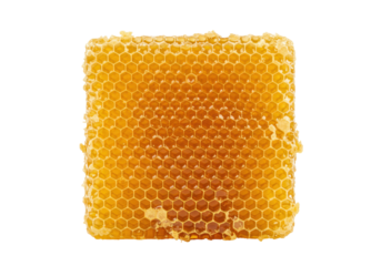 Isolated honeycomb section, natural sweet honey bee product, healthy food source, wax cells
