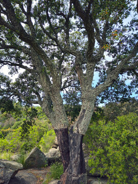 Cagliari, Sardinia, Italy, May 5, 2025. Thick, fissured bark is the distinctive feature of the cork oak, widespread in Sardinia. The tree in the photo has just had its lower bark removed