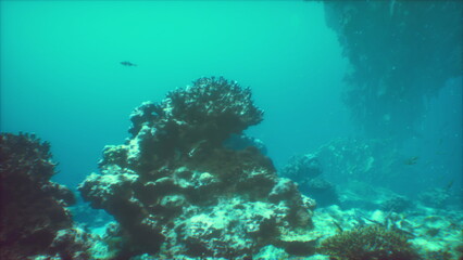 A vibrant underwater ecosystem with a multitude of fish swimming over a colorful coral reef
