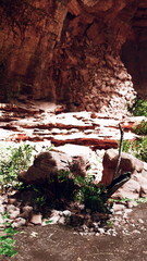 Fototapeta premium A young tree sprouting among the rocks in a desolate landscape.
