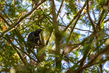 Canada, 14 October 2025 : Spotted bird perches quietly among green branches under morning sunlight