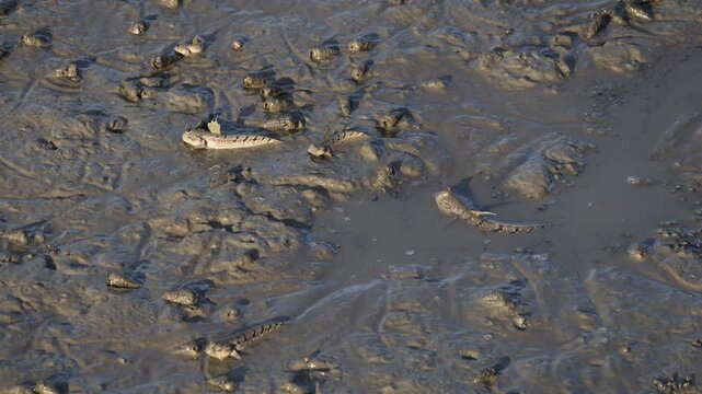 Footage of pair of mudskippers fighting while another relaxing on mangrove forest mudflats, central region of Thailand