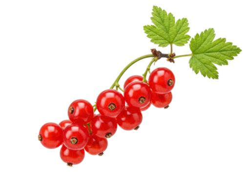 Isolated cluster of fresh red currant berries still on a green branch with foliage