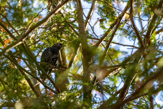 Canada, 14 October 2025 : Spotted bird perches quietly among green branches under morning sunlight