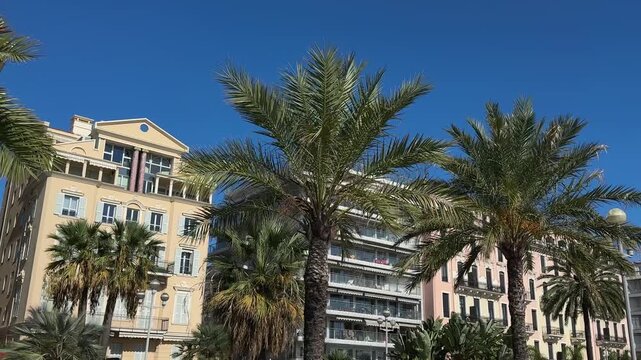 Date palms rows against multi story buildings in sunny day