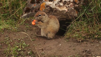 Small brown ground squirrel eating an orange carrot piece near a rock in grassy terrain.
