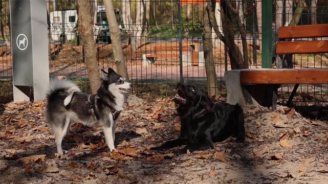 Two dogs, one black and one black and white, playing on dry leaves in a fenced park with benches and trees in autumn.