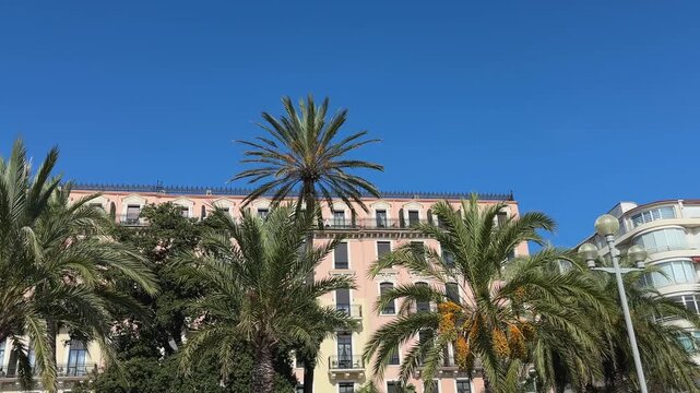Date palms rows against multi story buildings in sunny day