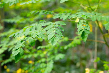 Green leaves of Moringa tree or Moringa oleifera
