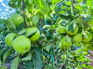 Ripe green apples on a tree in a garden. Apple tree