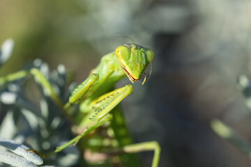 Closeup of a green Praying Mantis Mantodea looking at the camera against a bright background