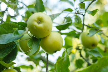 Branch of ripening green apples hanging on tree in orchard garden on green background