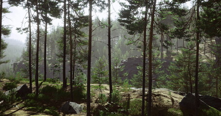 Sunlight pours through tall trees in a serene forest. Lush greenery covers the ground with rocky outcrops in the background, creating a peaceful natural environment.