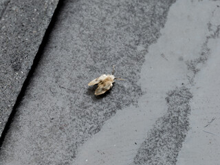 A tiny Moth Fly (Psychodidae) crawling on the floor