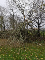 A fallen tree due to storm damage in the UK