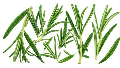 Fototapeta premium Green, thin, fresh rosemary sprigs and leaves are scattered across a white background, creating a clean and natural scene