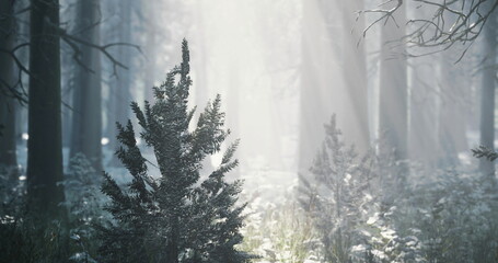 A serene forest filled with tall trees surrounded by a light mist. Sunlight gently filters through the branches, illuminating patches of snow covered ground and small evergreen trees.