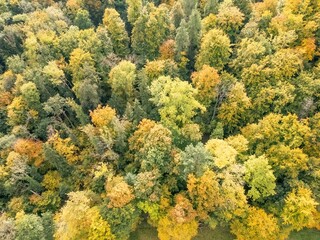 Obraz premium Herbstwald