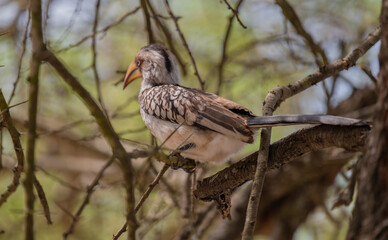 Afrikanische Tiere Gelbschnabeltokos - Yellow Billed Hornbill im Busch vom Krüger National Park - Kruger Nationalpark Südafrika