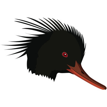 red breasted merganser beak and head.