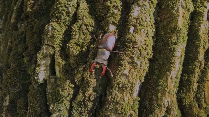 Formidable Stag Beetle (Lucanus cervus), easily recognized by its large mandibles, crawls downward rough, time-worn bark of an old oak, surface is vividly coated in green moss 