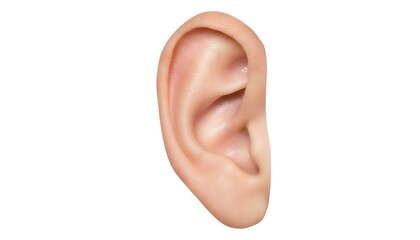 Close up of a human ear isolated on a white background