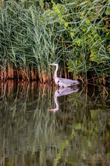 heron on the lake