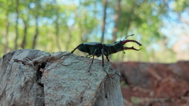 Male European Stag Beetle (Lucanus cervus) is making on decaying old log. Greater Stag Beetle with its formidable enlarged mandibles is prominent as it craws along rotten wood stump