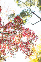 東京の秋を彩る紅葉と楓 / Red Maple Leaves in Autumn Tokyo, Japan